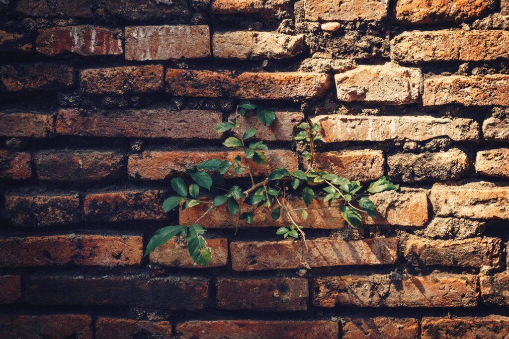 Cement Brick Wall of an Aging Building with Growing Green Plants Stock Free