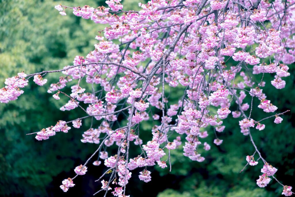 Soft focus,cherry blossoms blooming on blurred nature background a spring day full bloom in japan Stock Free