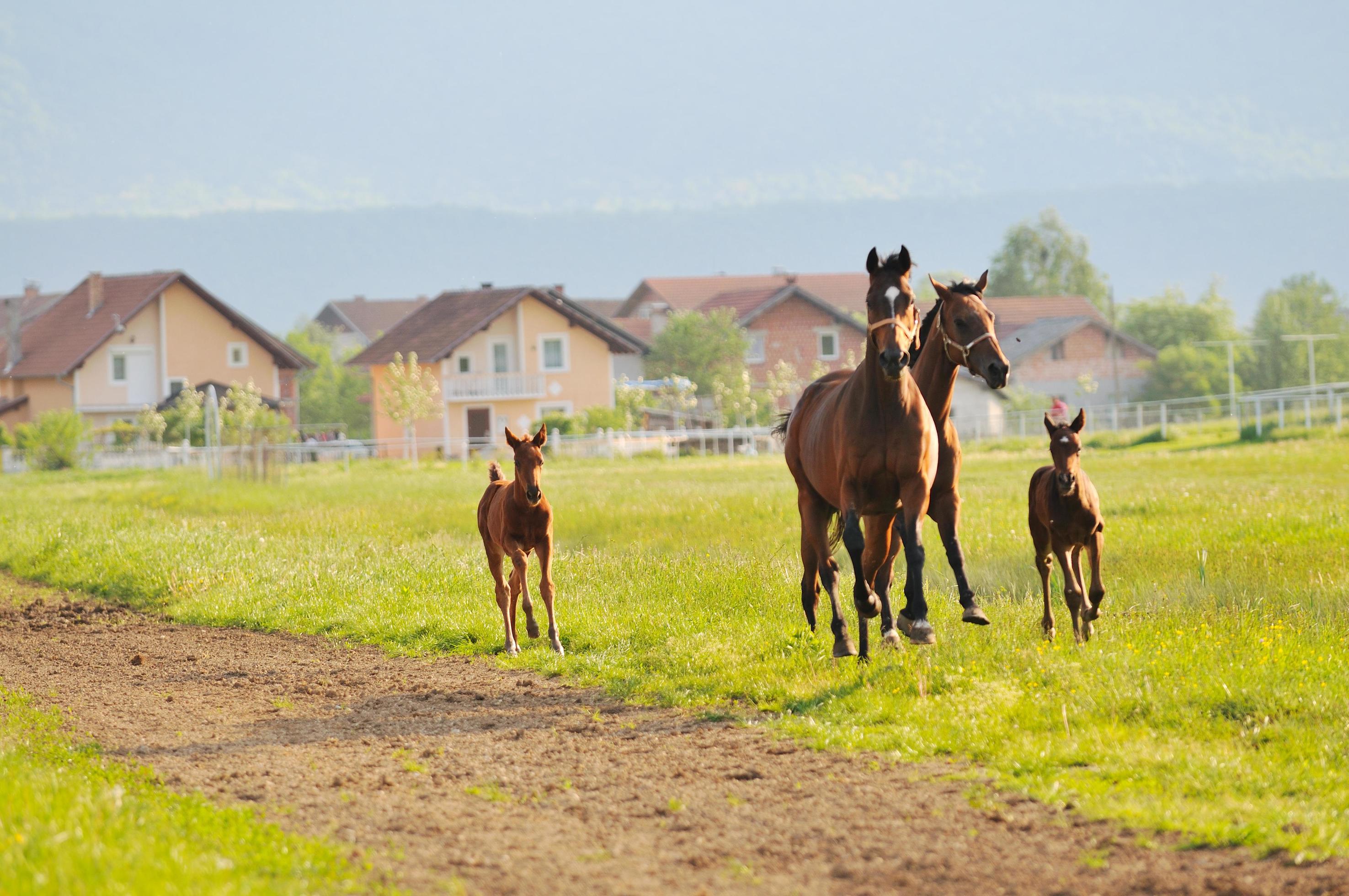 horse nature view Stock Free