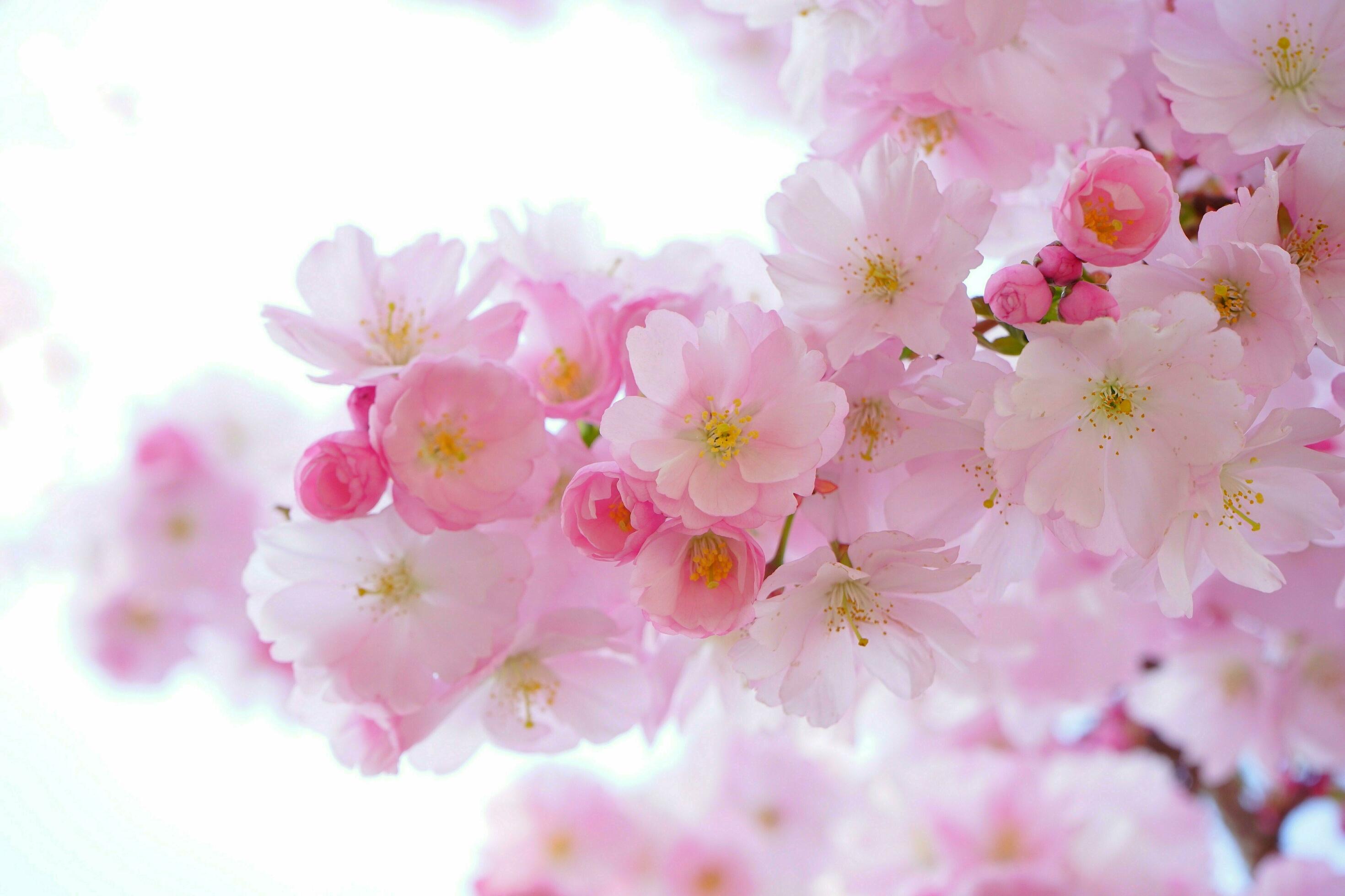 Pink, Cherry blossoms, Flowers image Stock Free