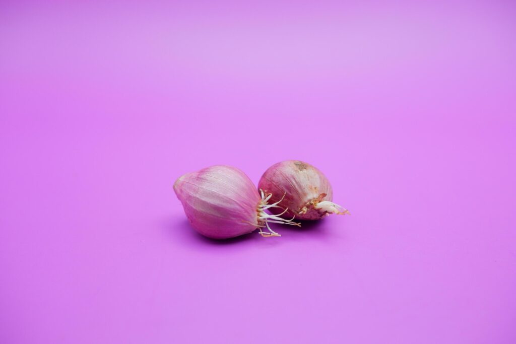 shallots that have started to grow roots. red onion isolated on purple background. Stock Free