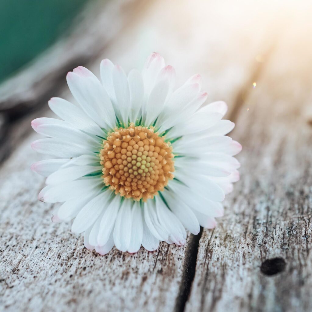 romantic white daisy flower in springtime Stock Free