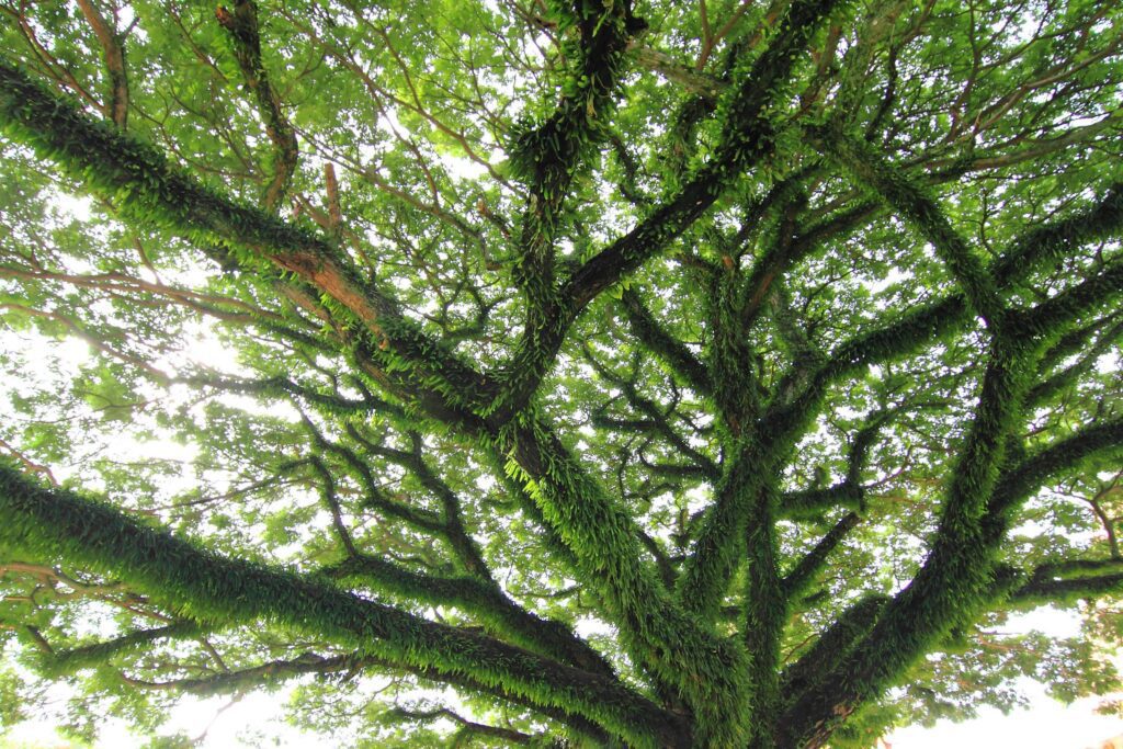 Under big green tree. Nature composition Stock Free