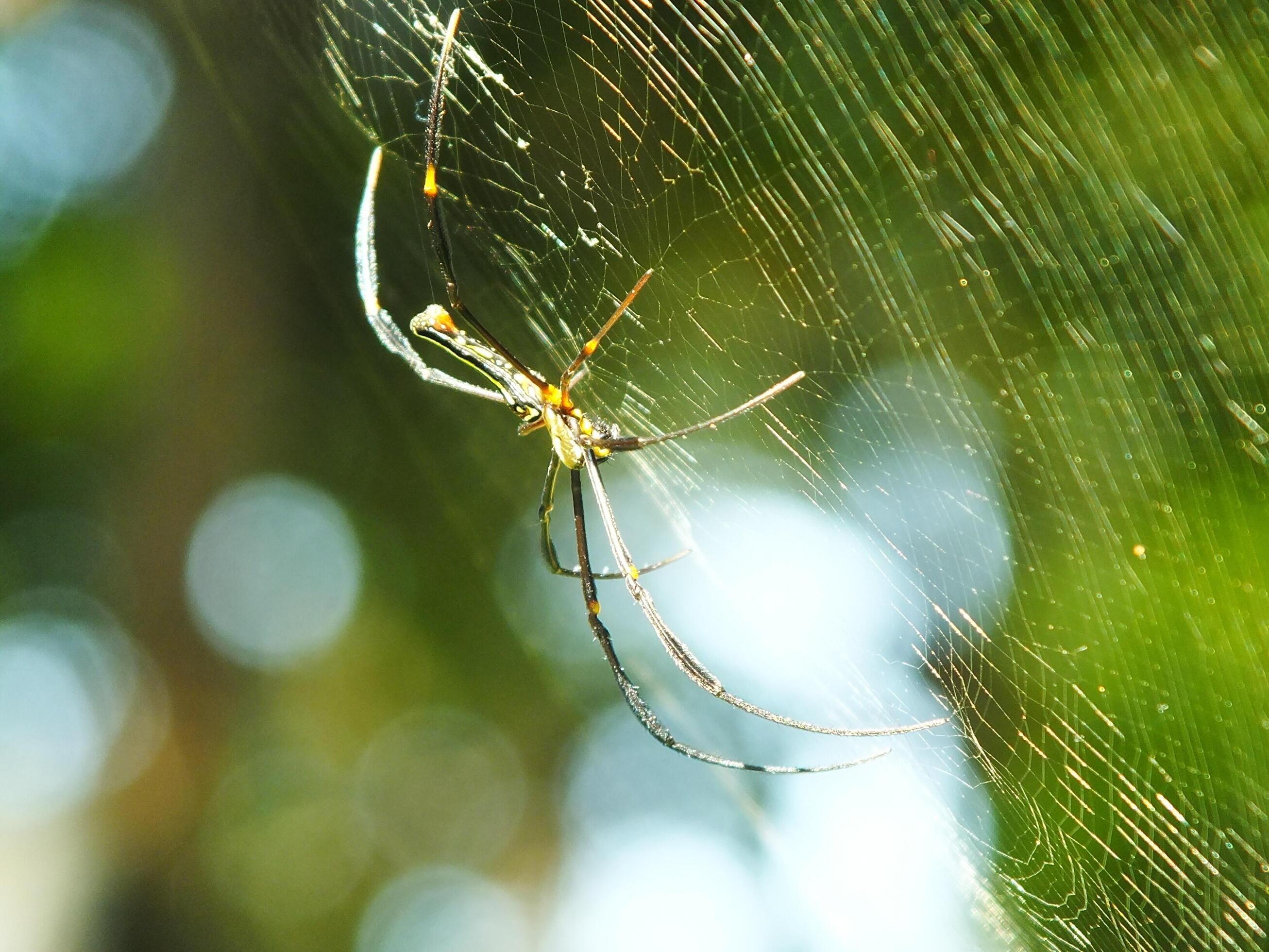 Spider in the cobweb with natural green forest background. A large spider waits patiently in its web for some prey Stock Free