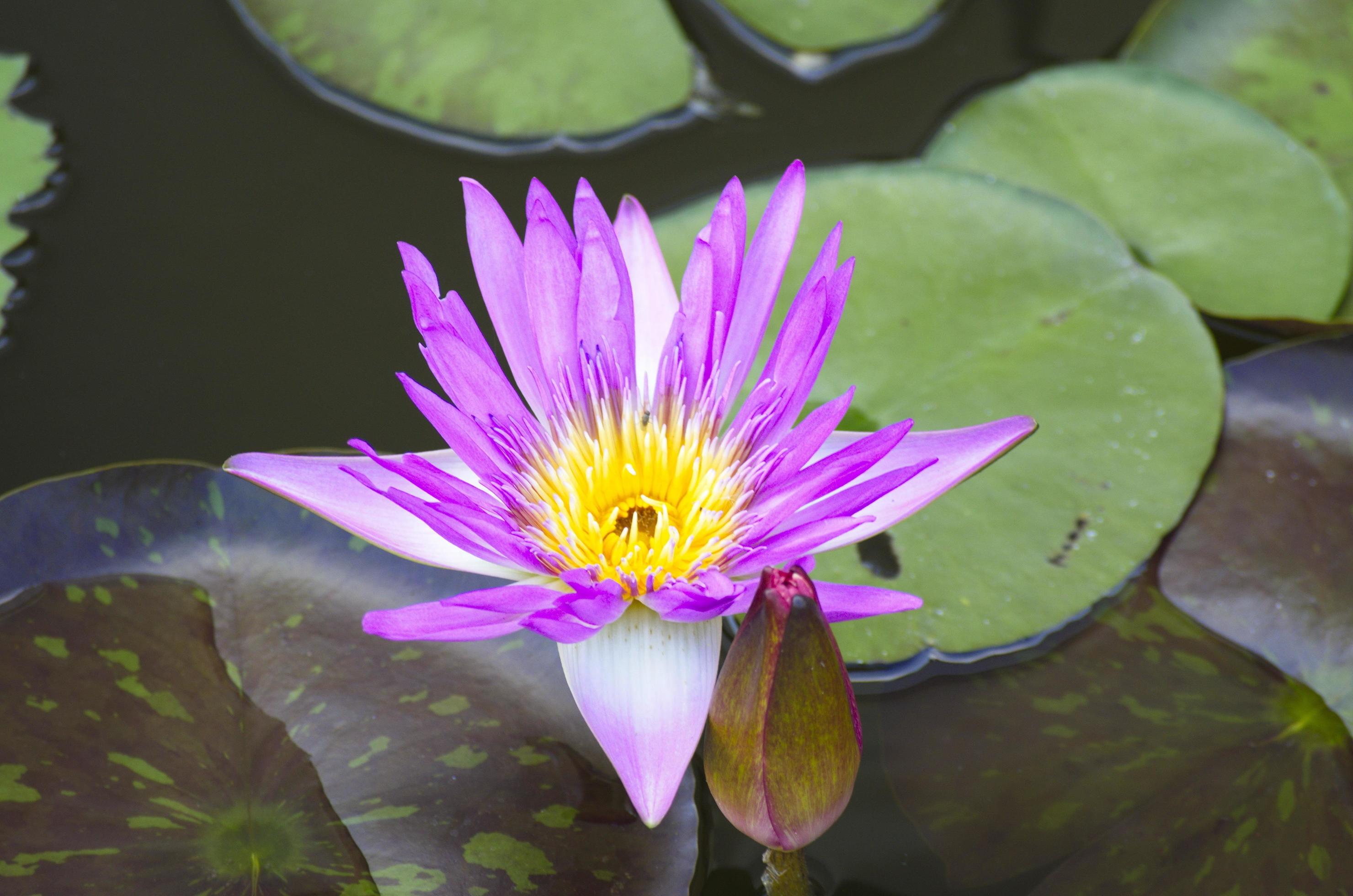 Pink water lily on the leaves and natural pool background. lotus flower. Stock Free