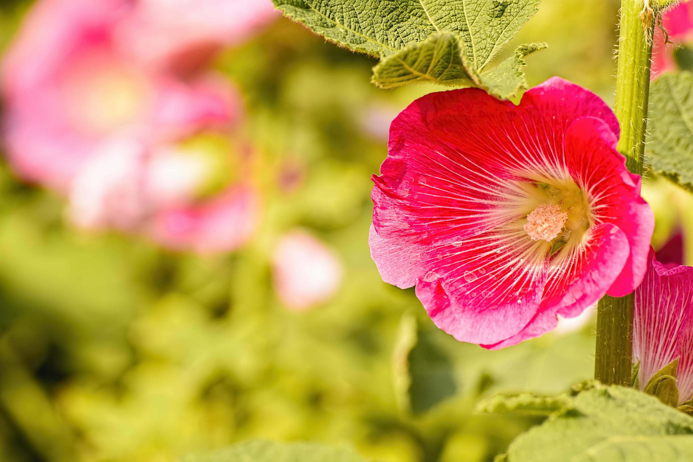 Hollyhock flower is many colors and beautiful in the garden. Stock Free