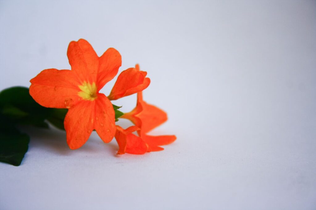 Orange Flower Stock Free