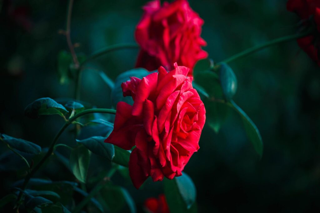 Red roses blooming in the summer garden, one of the most fragrant flowers, best smelling, beautiful and romantic flowers Stock Free