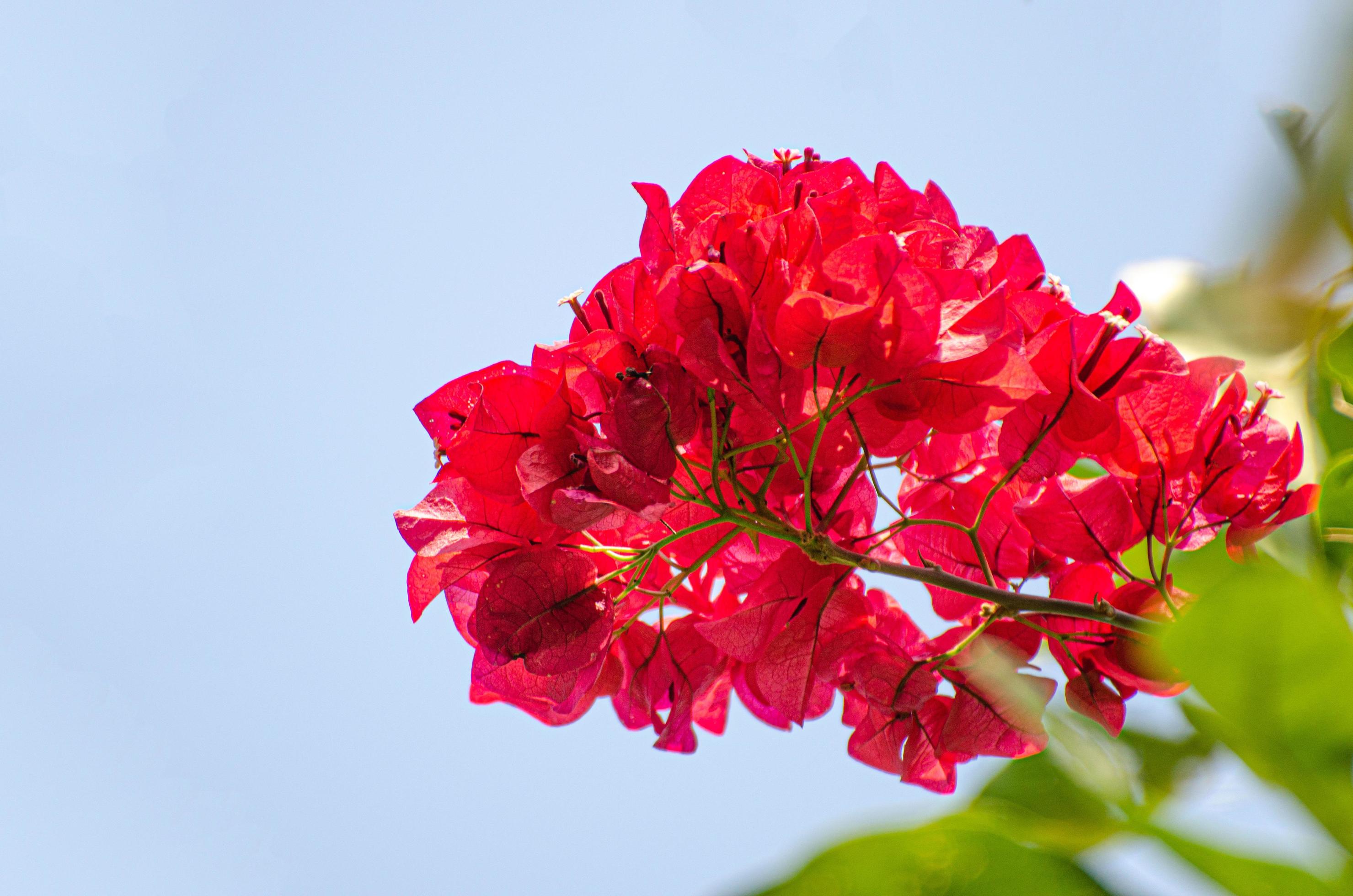 Red bougainvilleas flowers grow in summer during the day in the garden of the house. Stock Free