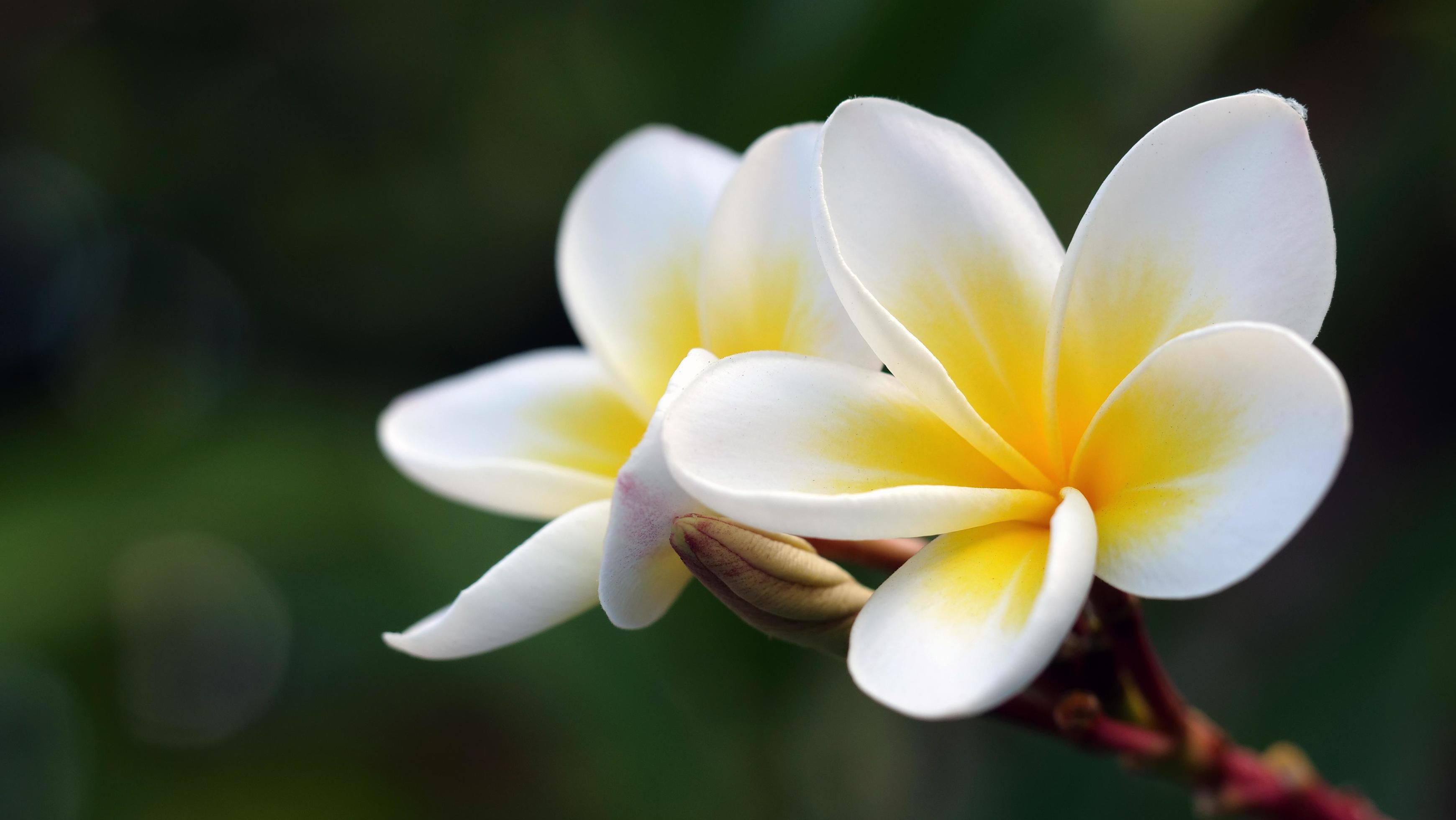 Frangipani flowers in the garden Stock Free