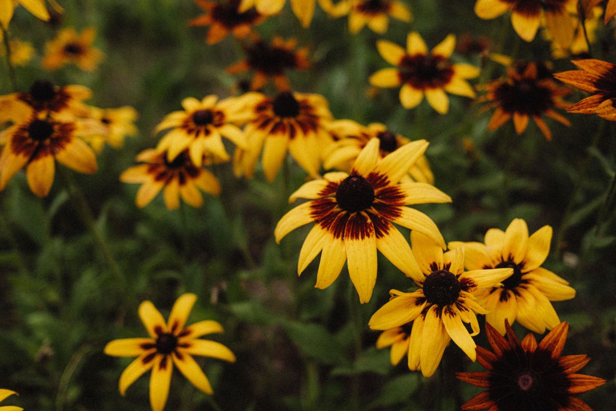 Nature’s Charm: Colors and Shapes of the Garden Stock Free