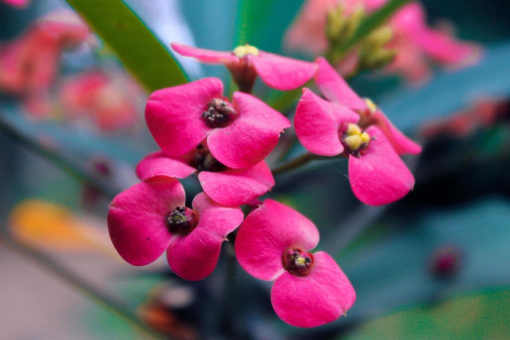 beautiful pink flower macro Stock Free