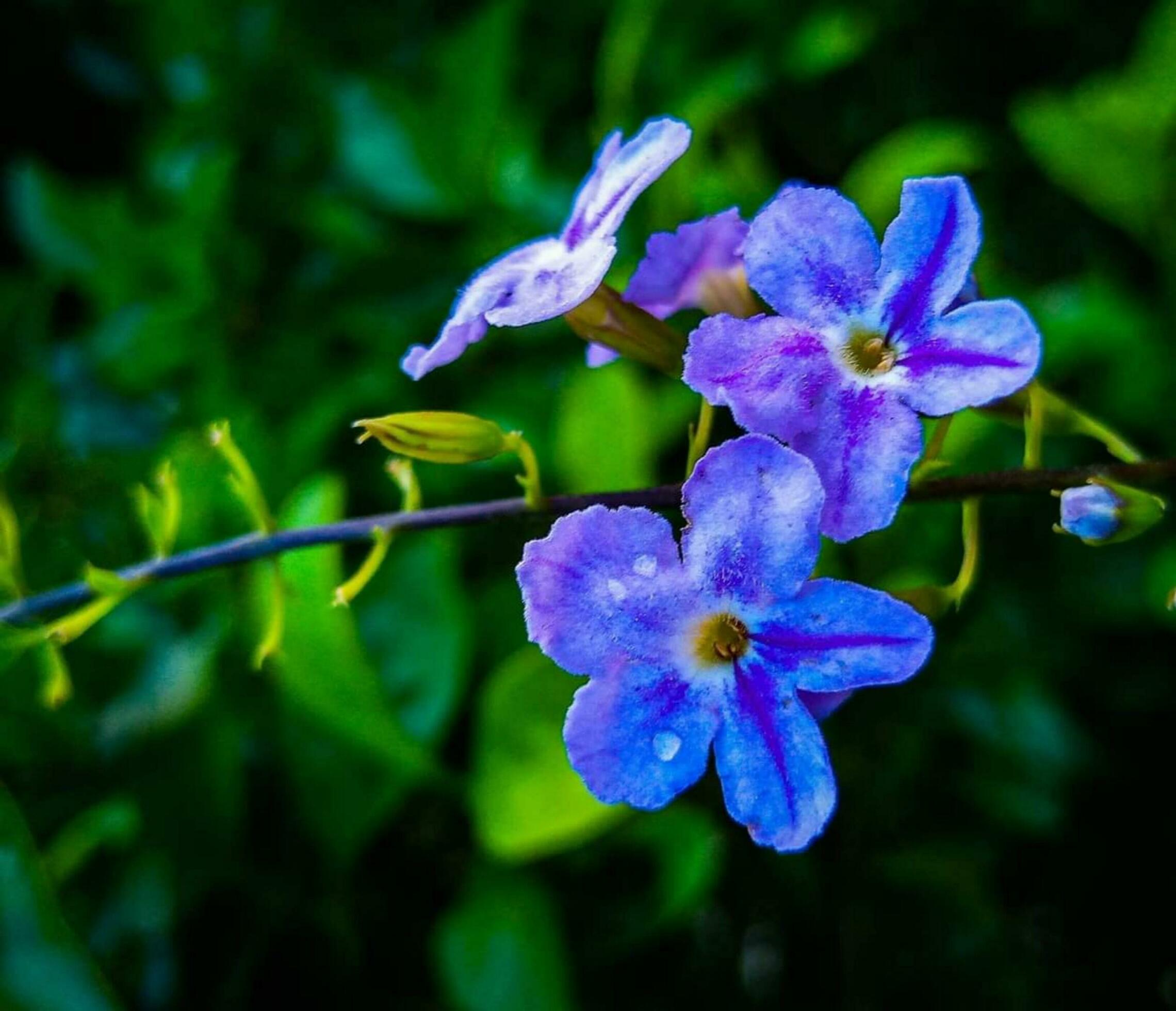 Beautiful blooming flower Stock Free