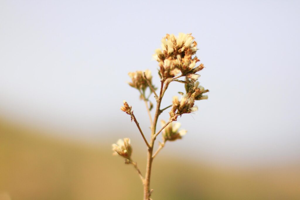 Blossom white Wild flowers grass in meadow with natural sunlight Stock Free