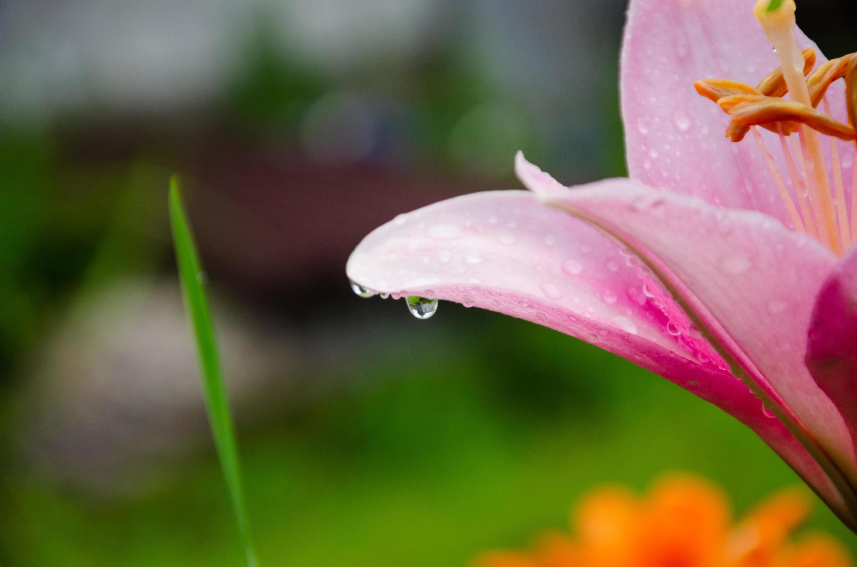 close-up of a pink leaf of a flower with a drop of dew Stock Free