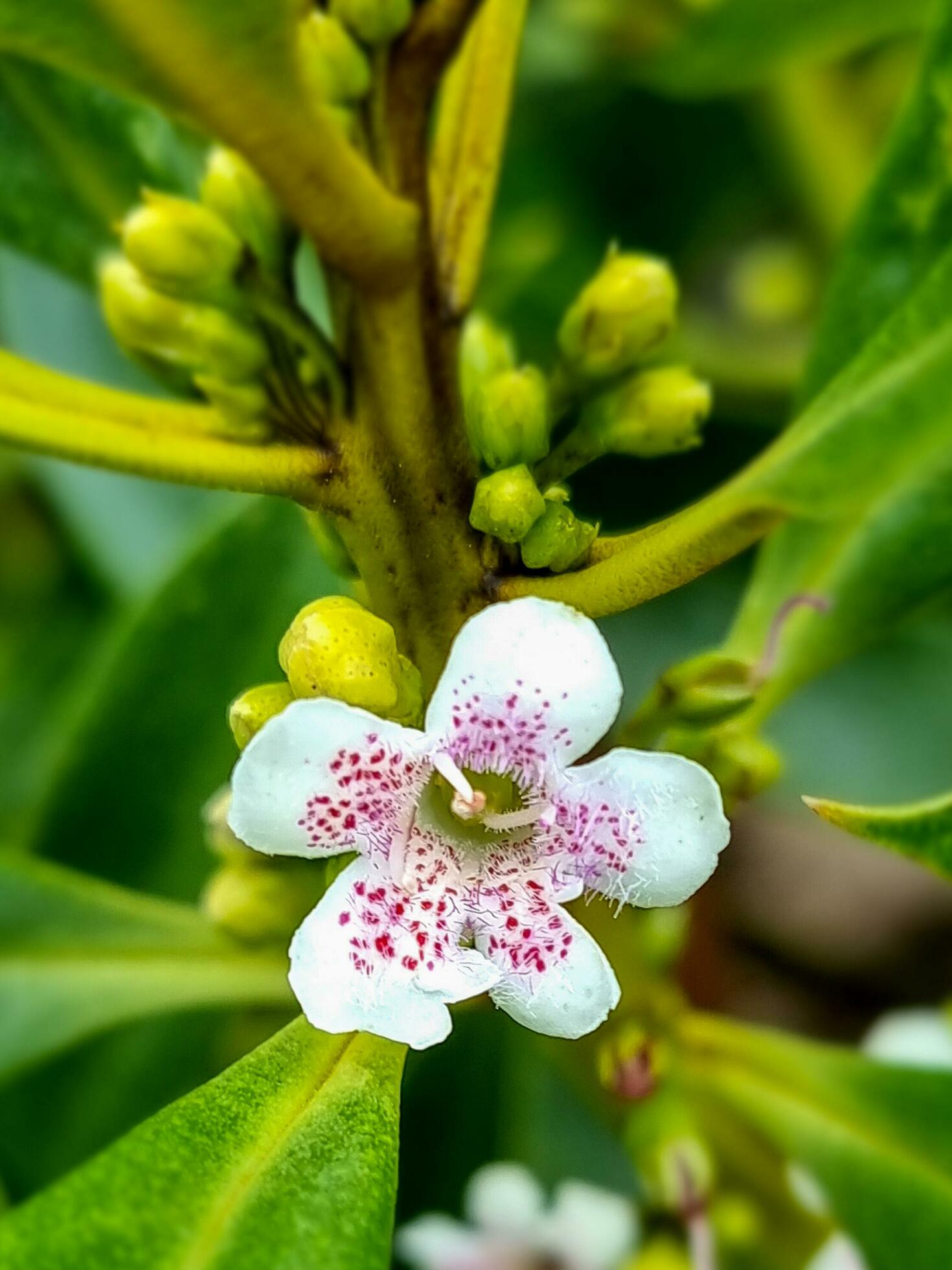 Ngaio Plant and Flower Stock Free