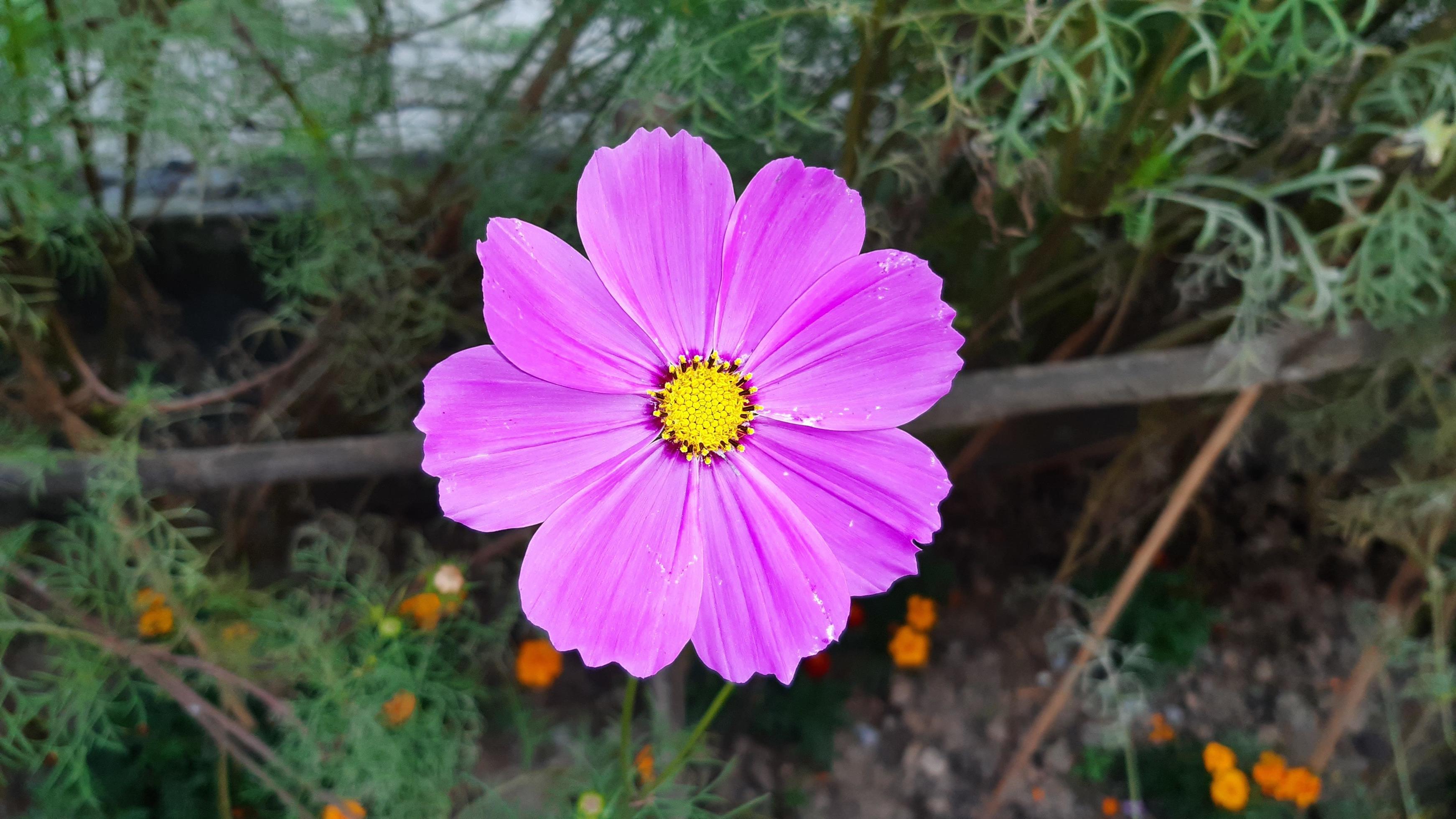 Cosmos bipinnatus, commonly called the garden cosmos, flower blooming in the garden Stock Free