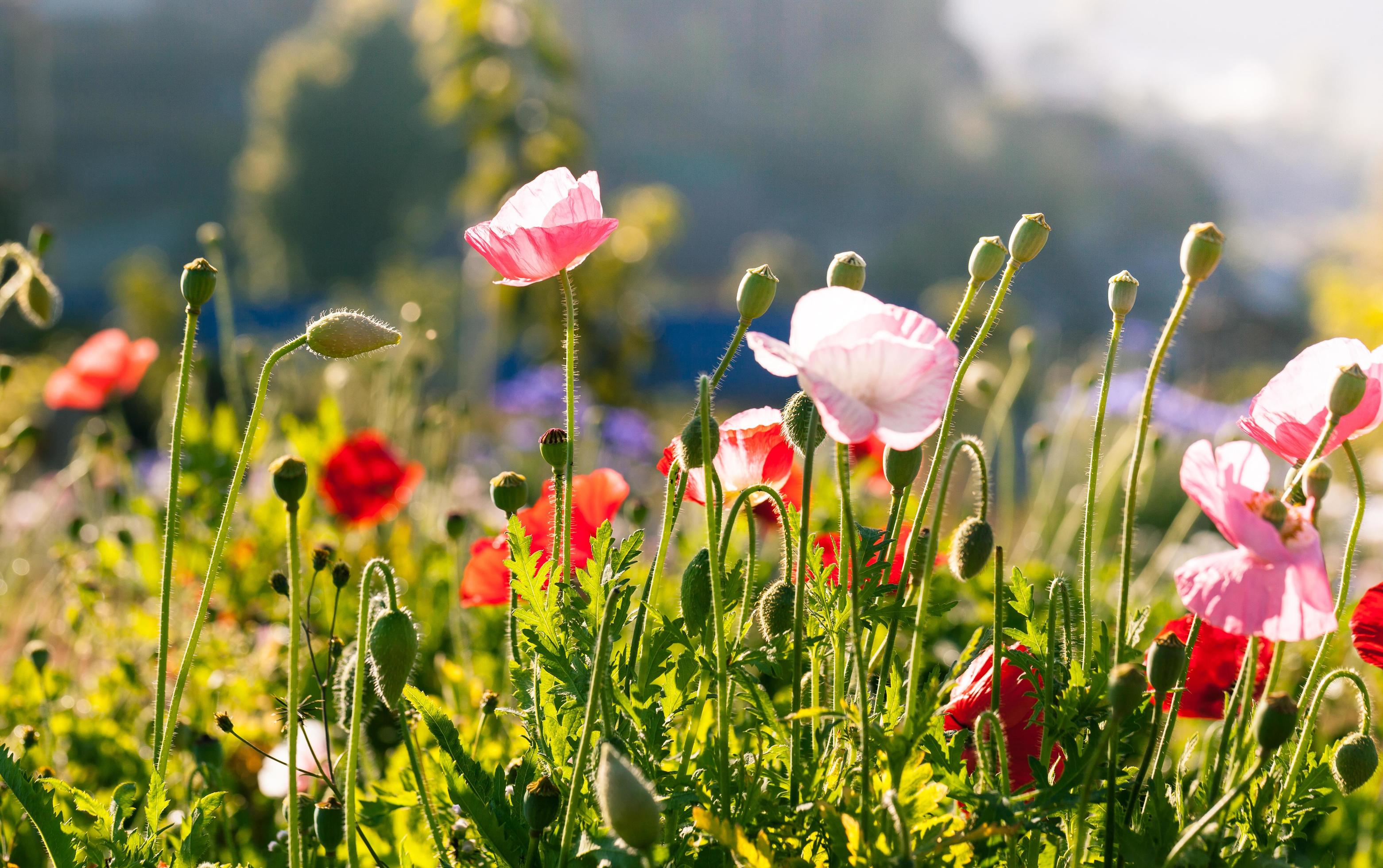 Beautiful poppy flowers Stock Free