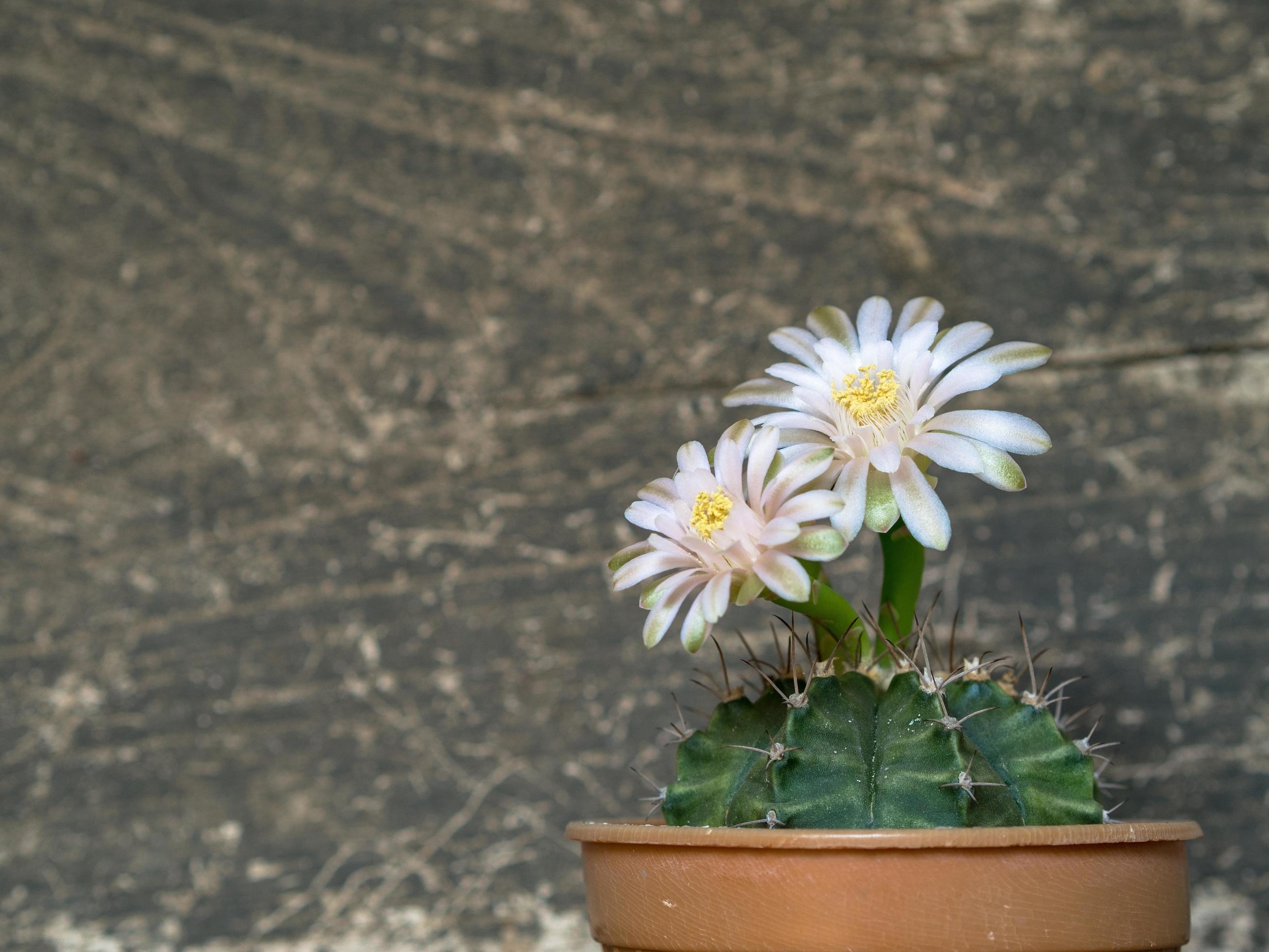 Close-up flowers blooming of Cactus in a flower pot on the wood background, vintage style Stock Free