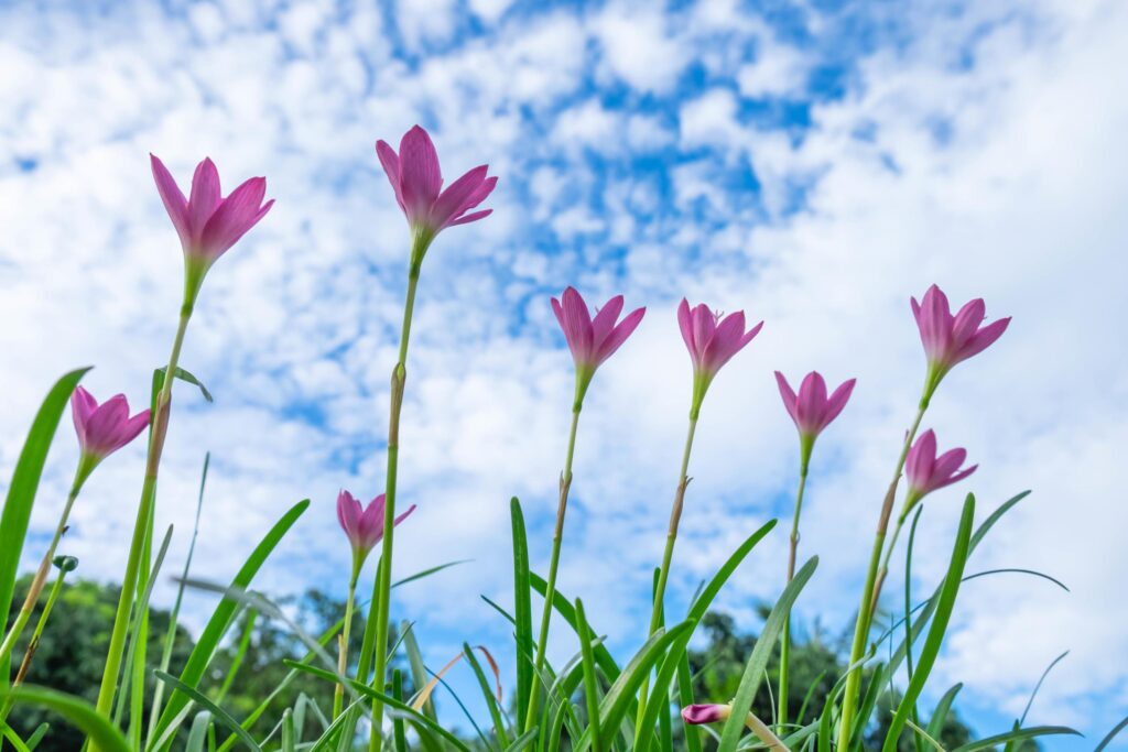 Pink flowers in the sky Stock Free