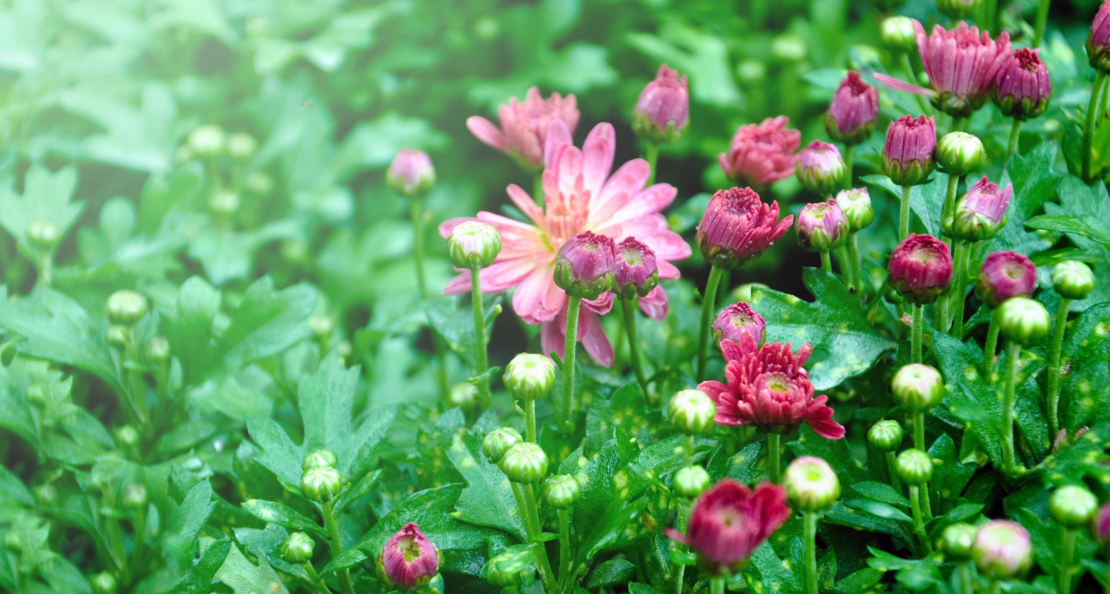 Chrysanthemum flowers blooming in group, flowers background concept. Stock Free