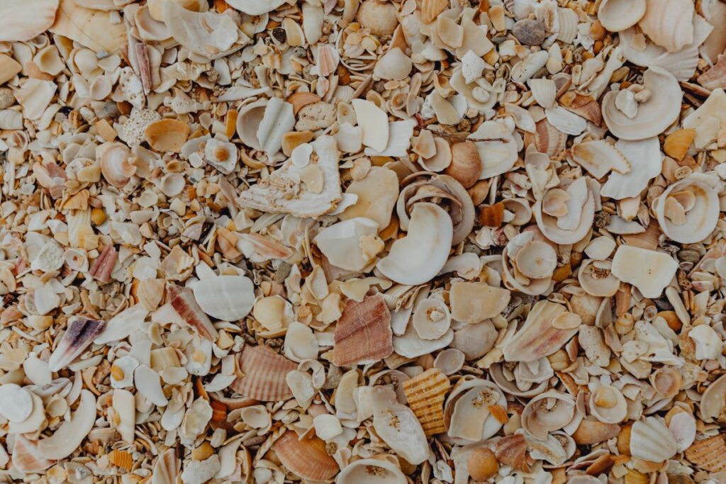 Sea shells on the beach, Algarve, Portugal Stock Free