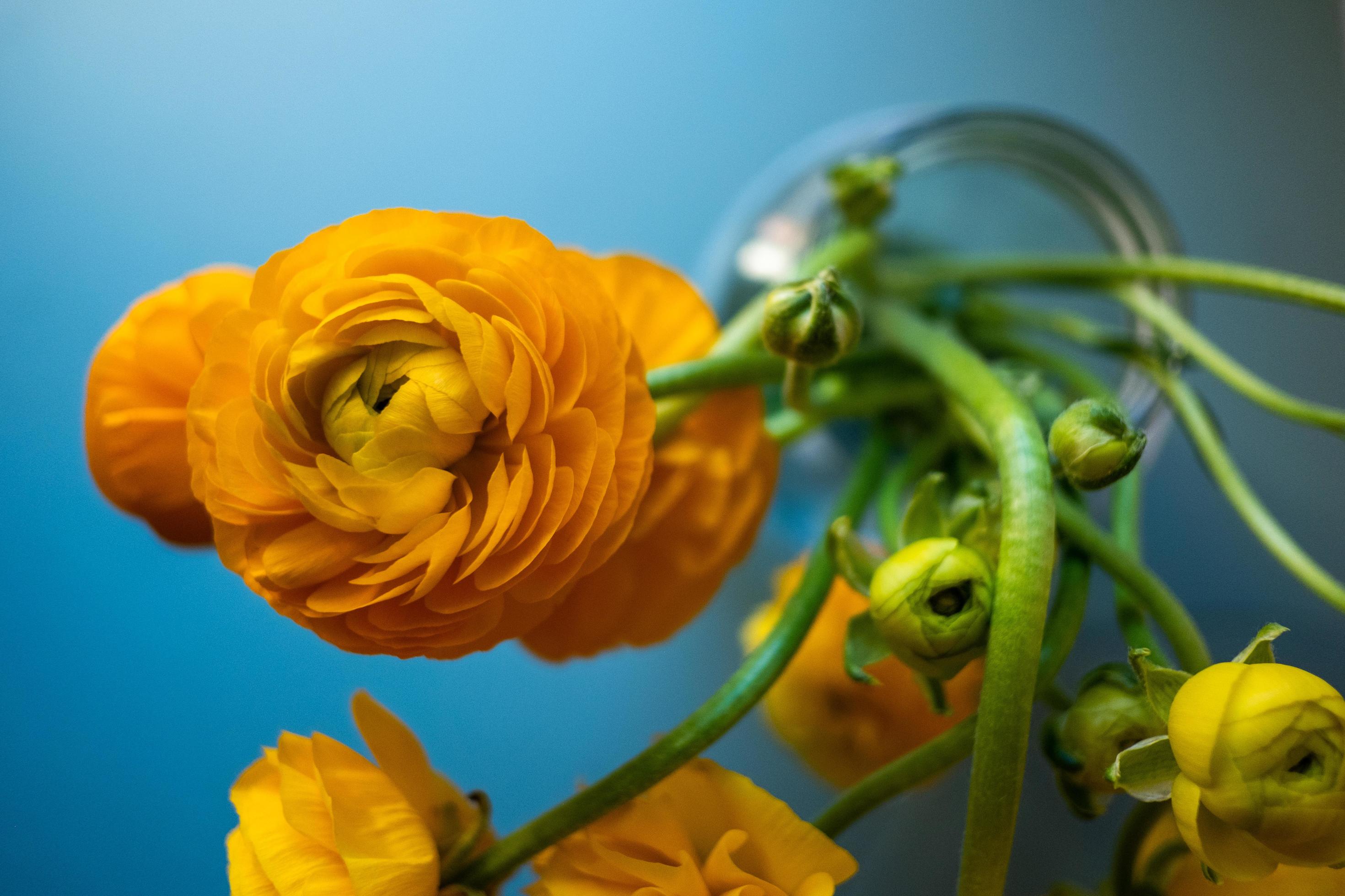 Ranunculus yellow flowers Stock Free