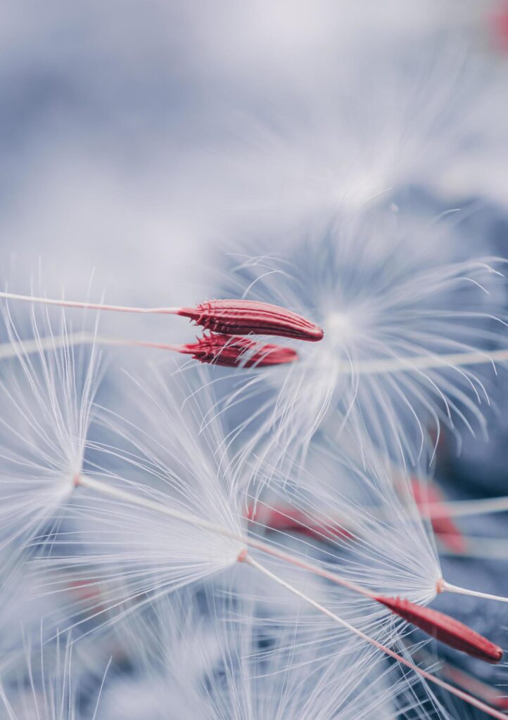 beautiful dandelion flower seed in spring season Stock Free