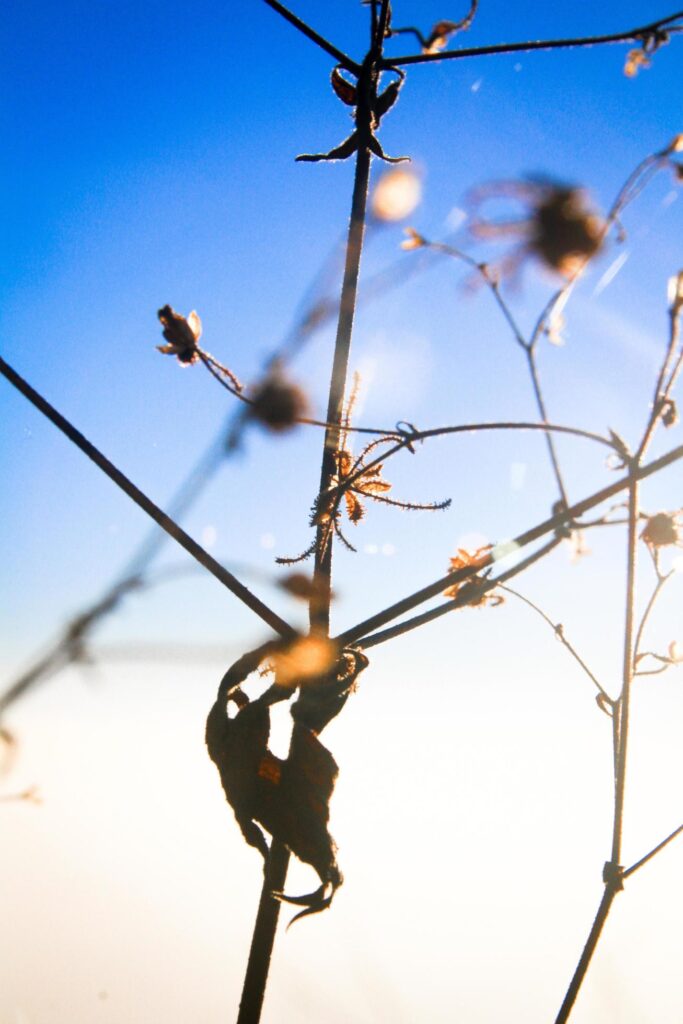 Silhouette golden light with blurred wild grass flowers in sunset blossom with blue sky in forest. Stock Free