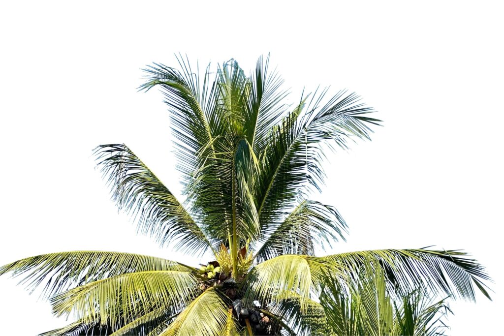 A cut-out of a coconut tree top on a white background with clipping paths. Stock Free