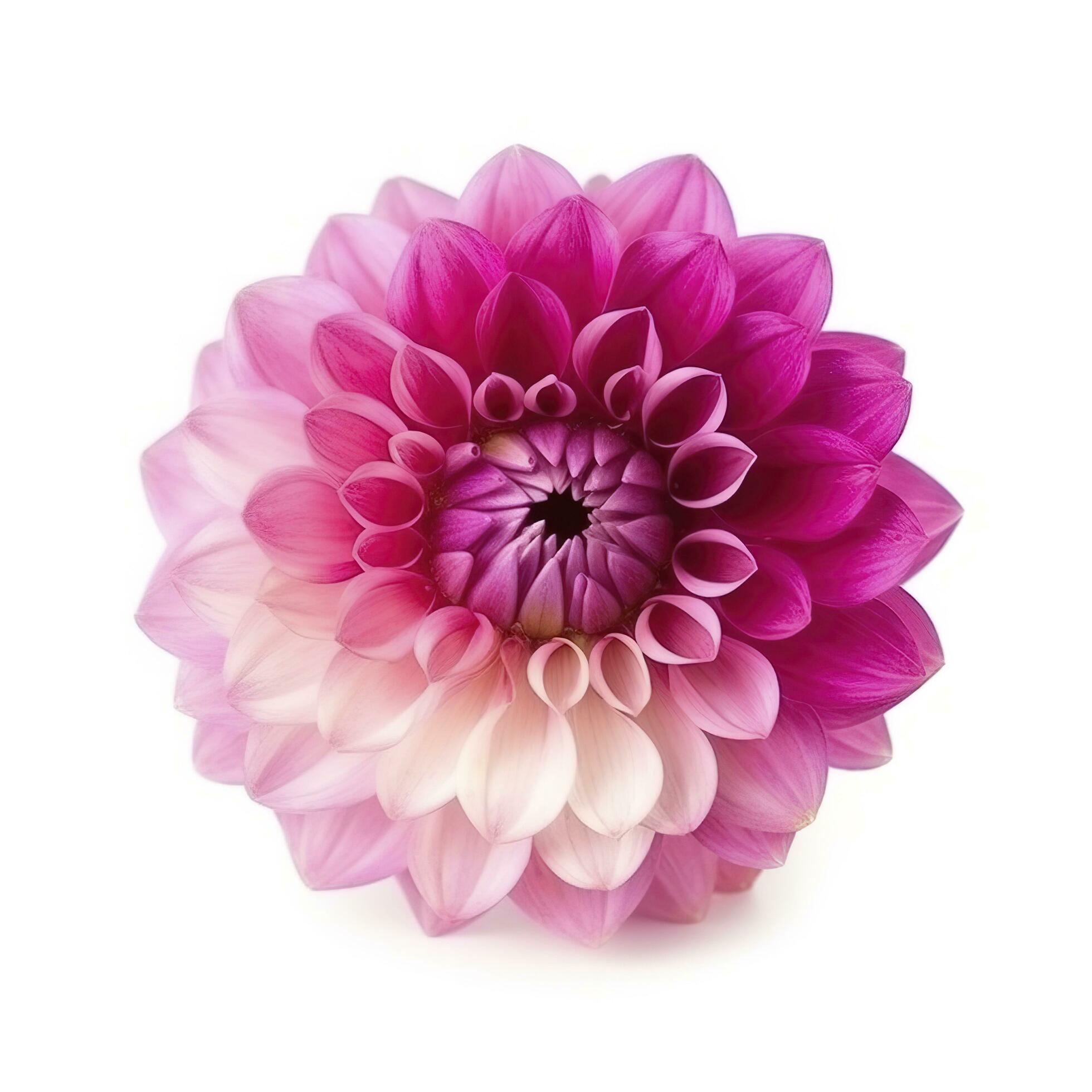 pink flower dahlia on a white background isolated with clipping path. Closeup. for design. Dahlia, generate ai Stock Free