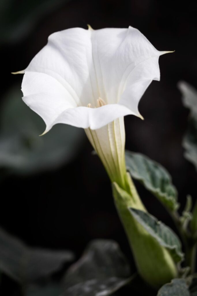 Datura inoxia White Trumpet Flower Stock Free