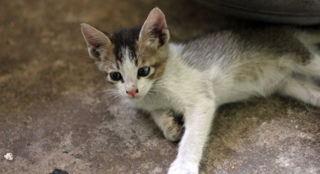 Kitten Lying Down Stock Free