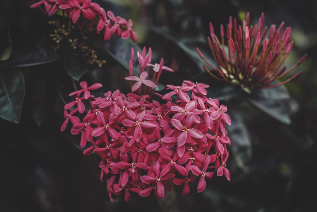 Close-up of red ixora flowers Stock Free