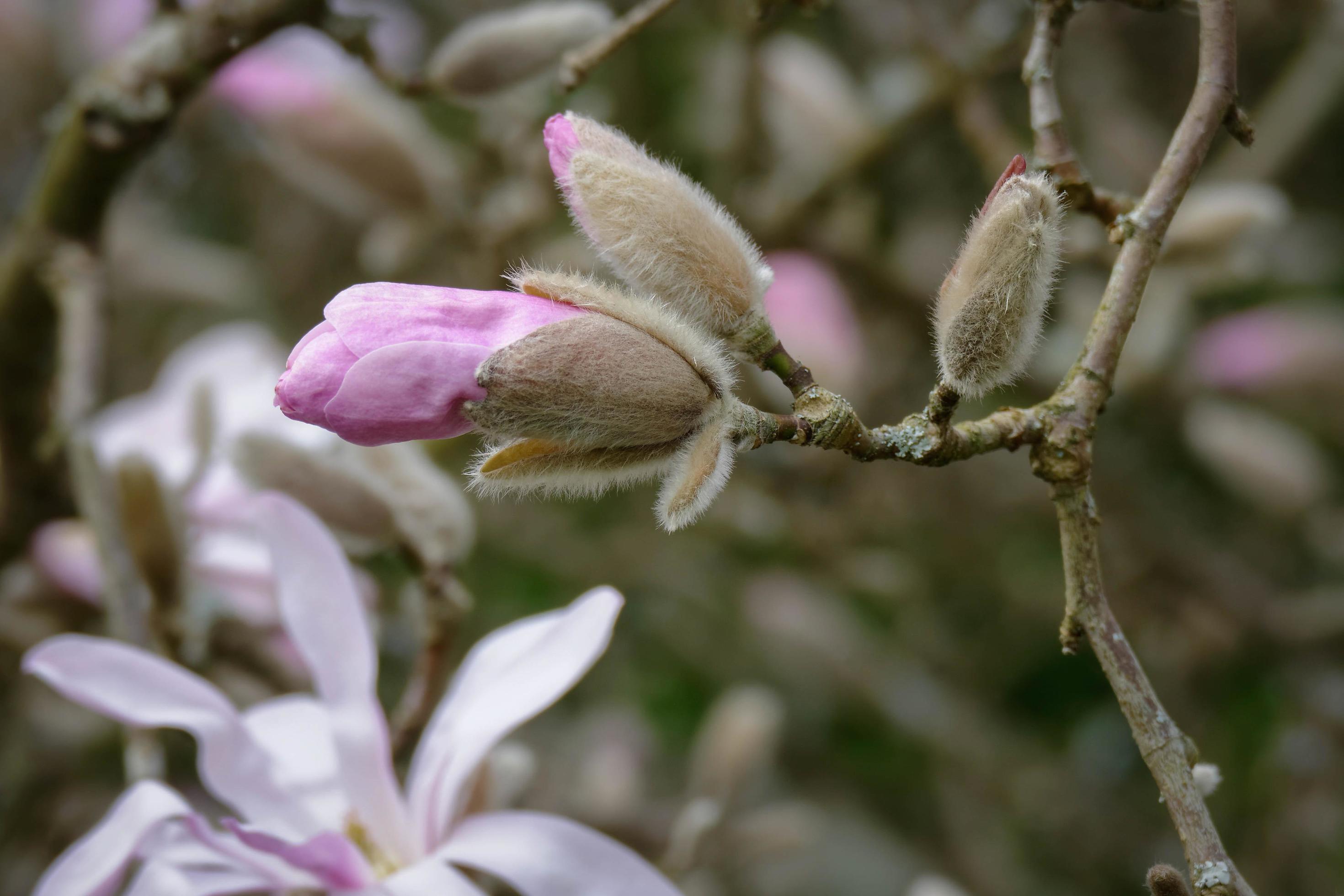 Pink Magnolia flowering Stock Free