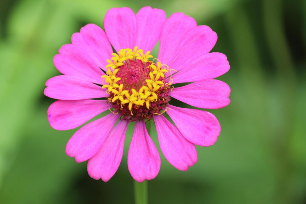 Beautiful bright purple pink zinnia blooming in summer flower field garden. Stock Free