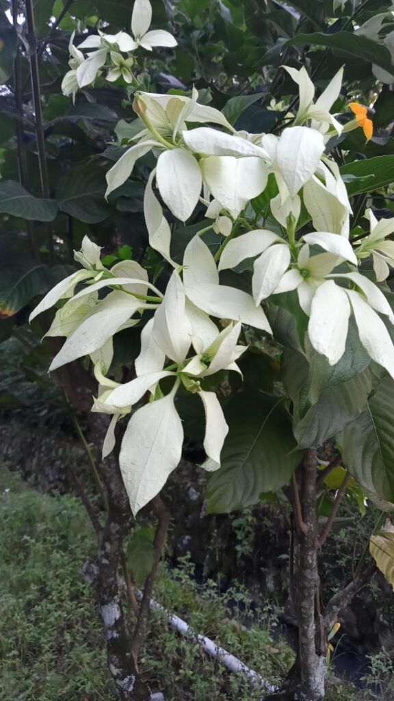 white flower in the garden Stock Free