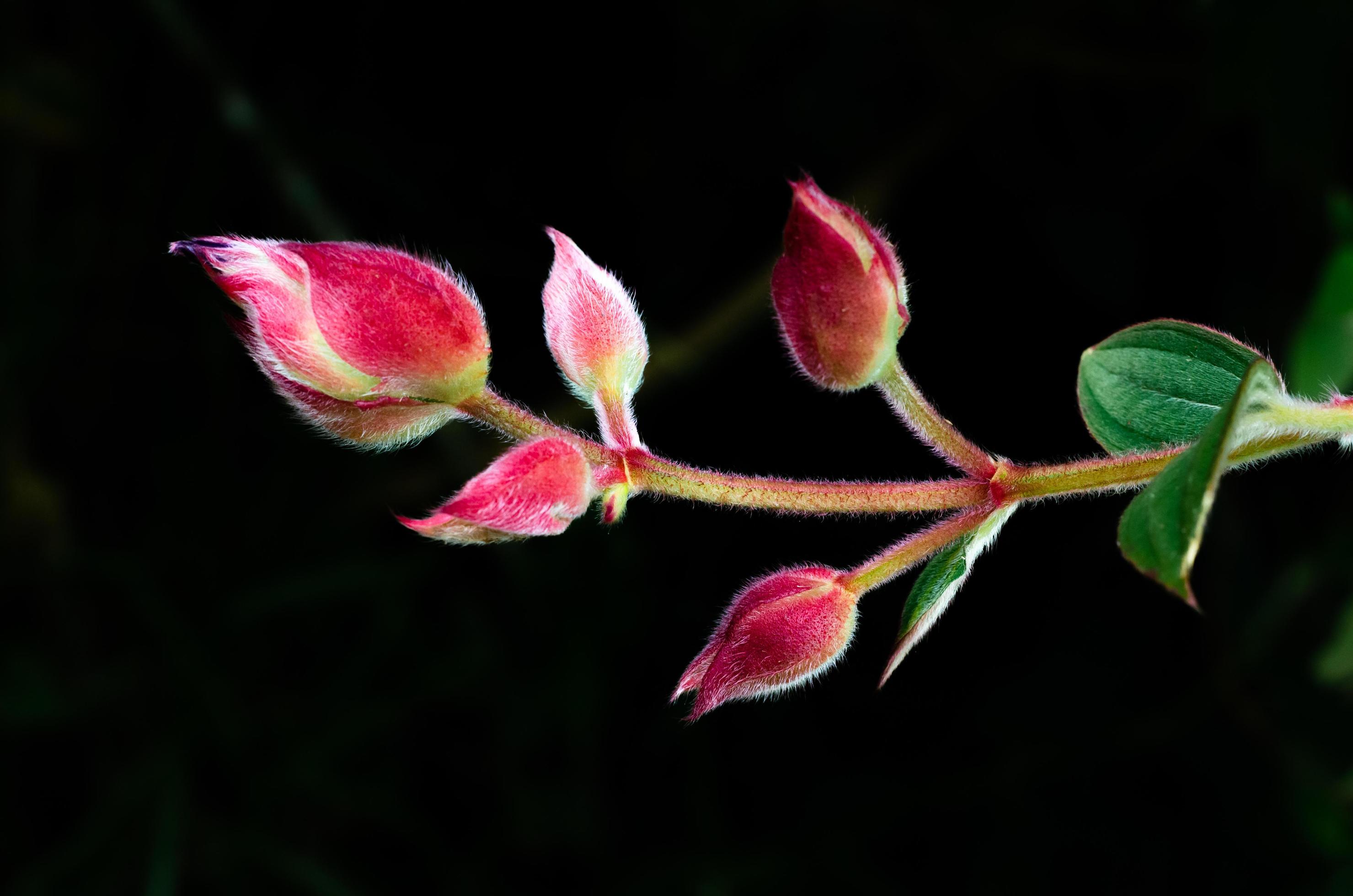 The bud of Glory bush or Princess flower isolated on dark green background with space for text. Stock Free