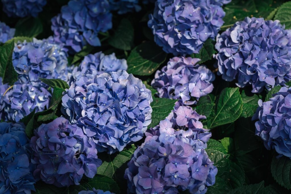 violet Hydrangea flower blooming in garden. flower background Stock Free