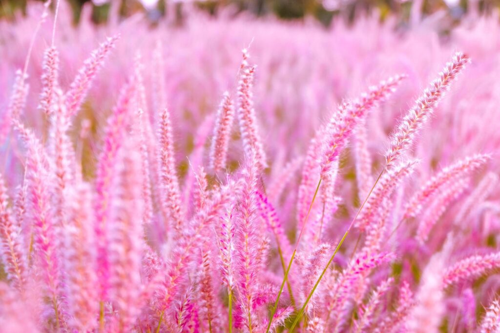 Pink flower blossom on field.selective focus, Beautiful growing and flowers on meadow blooming in sunset background Stock Free