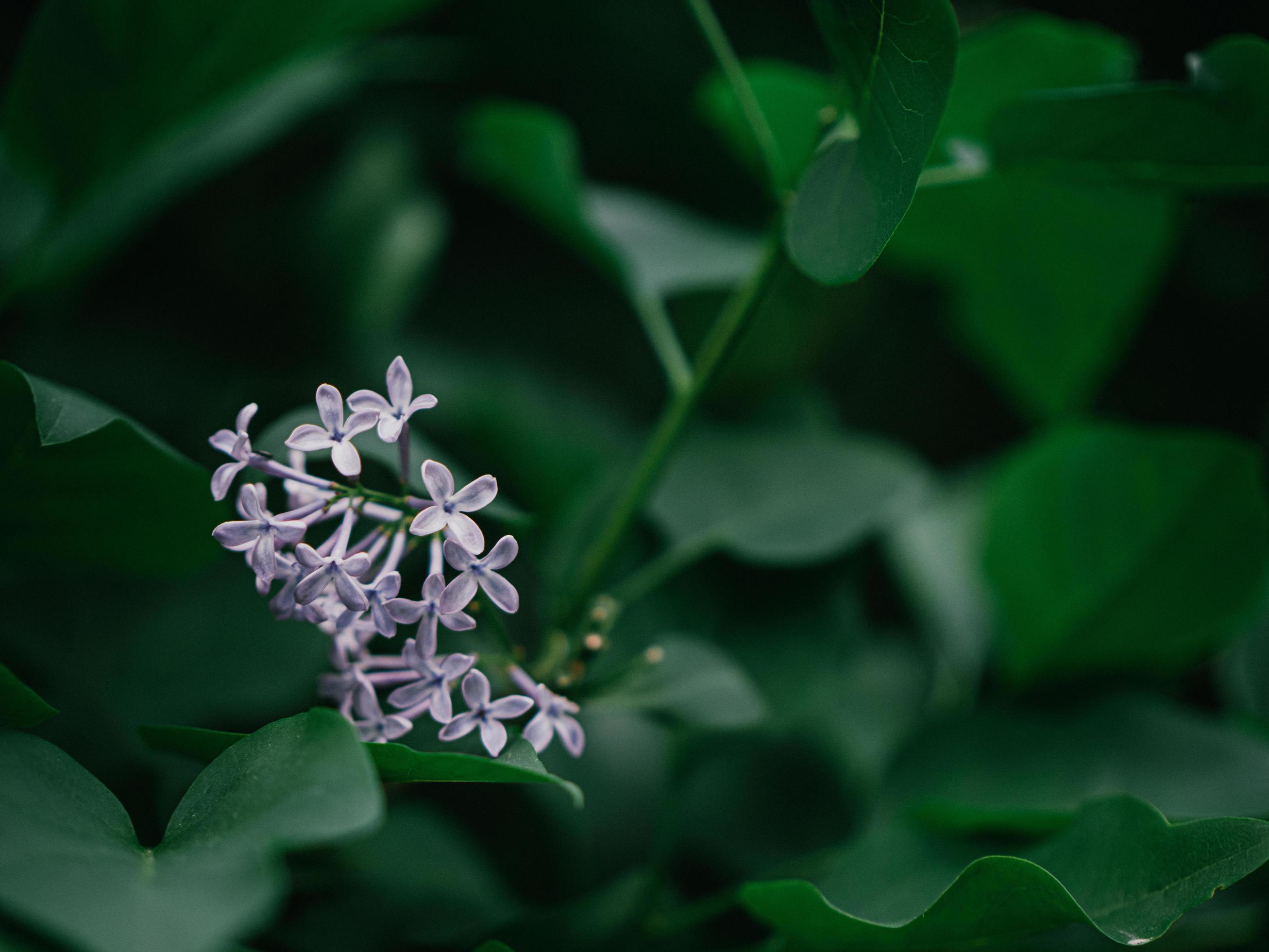 Beautiful purple lilac flowers outdoors Stock Free