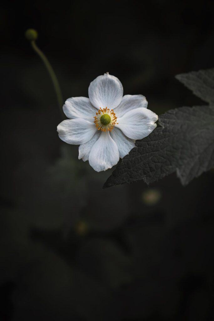 White petaled flower Stock Free