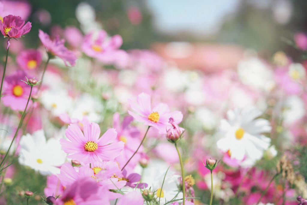 Pink cosmos flower blooming cosmos flower field, beautiful vivid natural summer garden outdoor park image. Stock Free