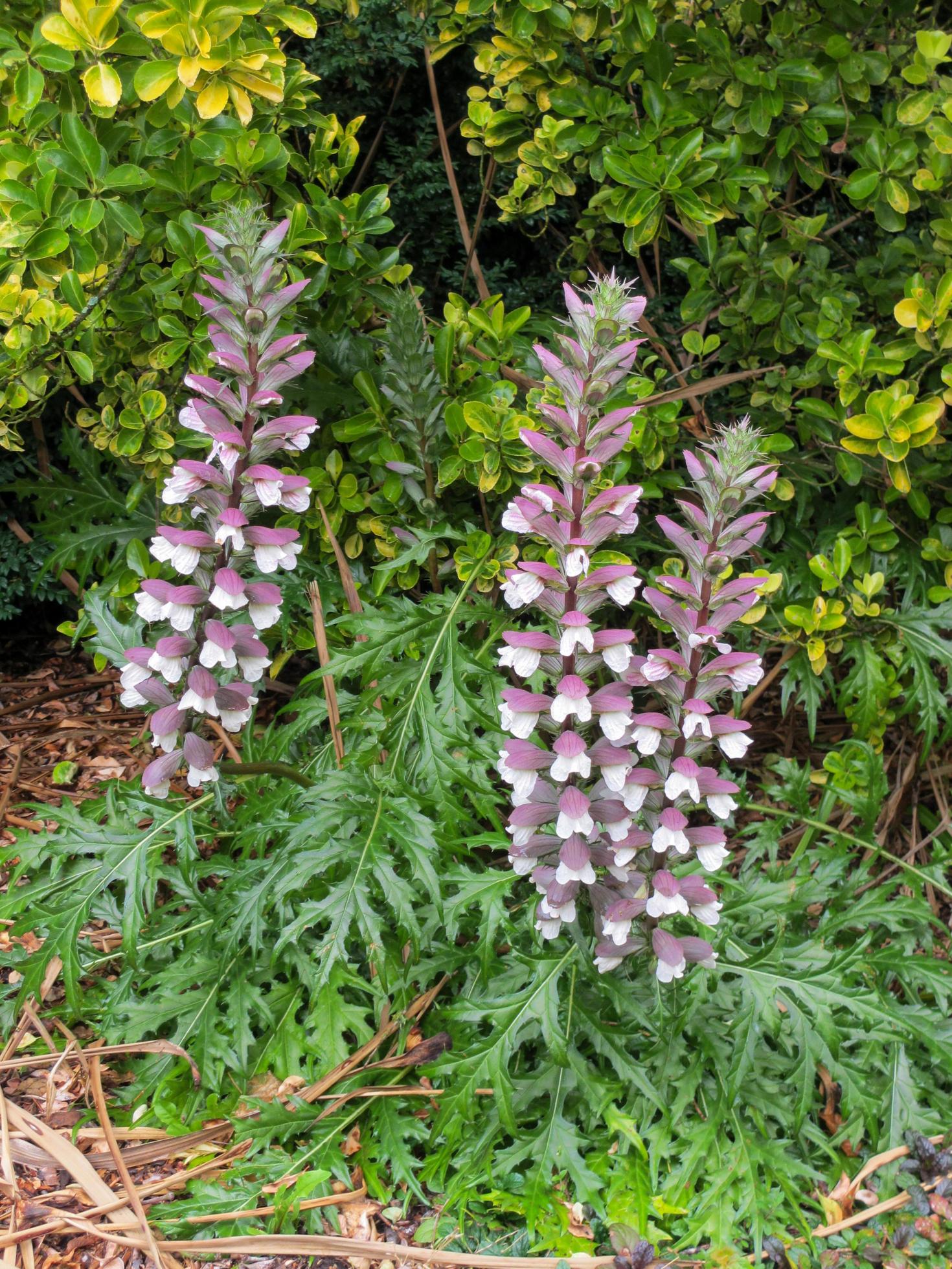 Prickly Acanthus flowering Stock Free