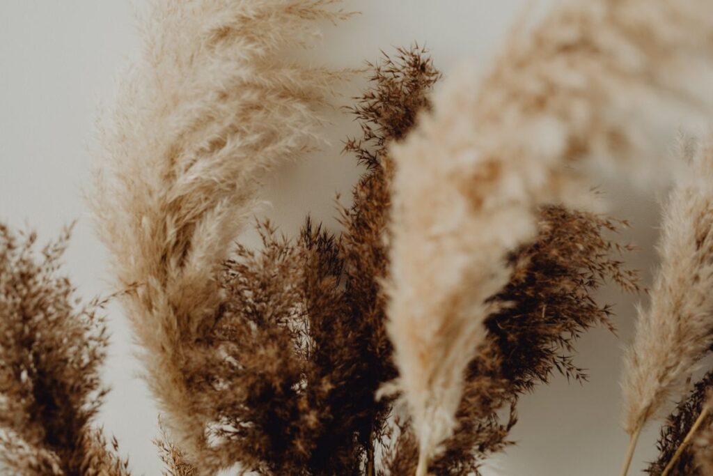 Pampas Grass In A Vase Stock Free