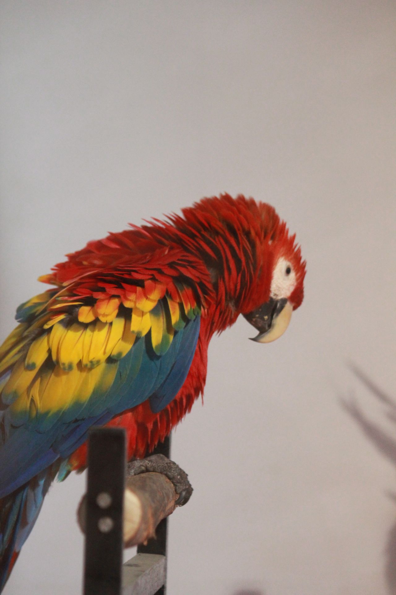 Beautiful Colorful Parrot Stock Free