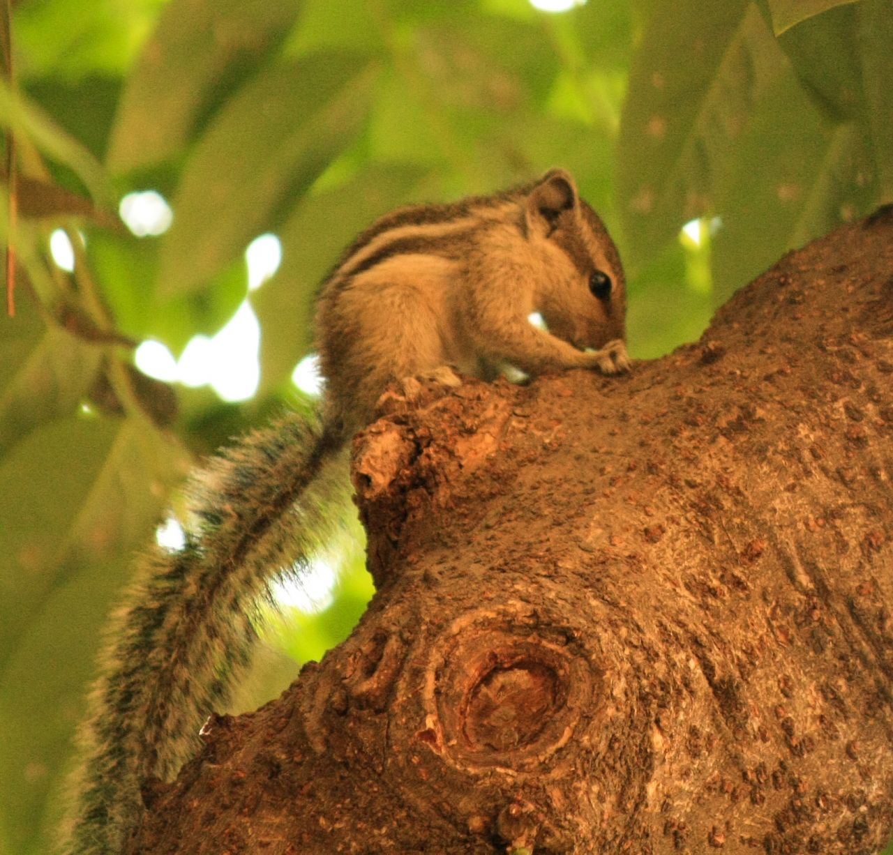 Squirrel Cute Animal Stock Free