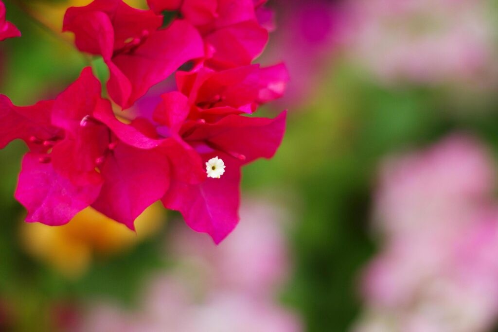 Beautiful pink bougainville flowers blooming with on sunsise in the garden Stock Free