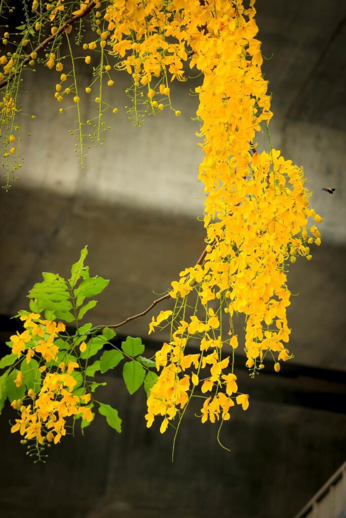 Beautiful golden shower flower Ratchaphruek, tropical yellow flower blooming in summer garden Stock Free