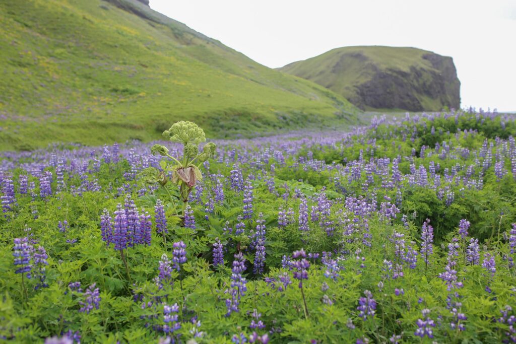 Purple wild flowers in Vik, Iceland Stock Free